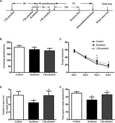 17β-Estradiol Treatment Attenuates Neurogenesis Damage and Improves Behavior Performance After Ketamine Exposure in Neonatal Rats